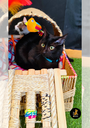 Rikku Toy Cat CAMA INTERACTIVA